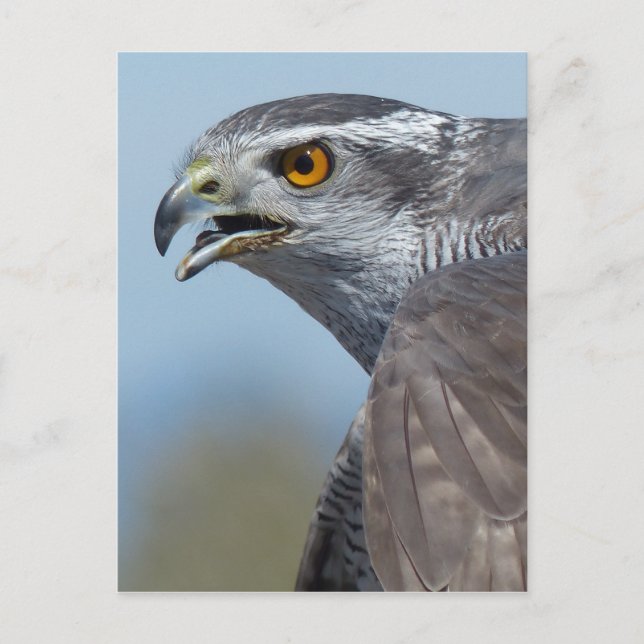 Northern Goshawk Screeching Vykort (Framsida)