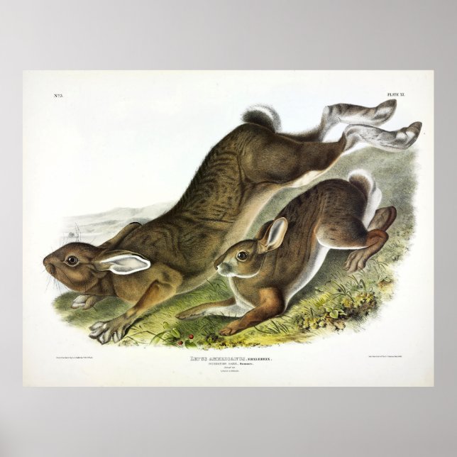 Northern Hare (Lepus Americanus) av Audubon Poster (Framsidan)