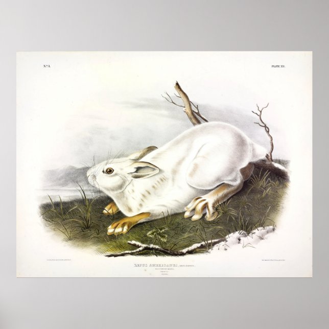 Northern Hare, vintertid (Snowshoe Hare) av Audubo Poster (Framsidan)