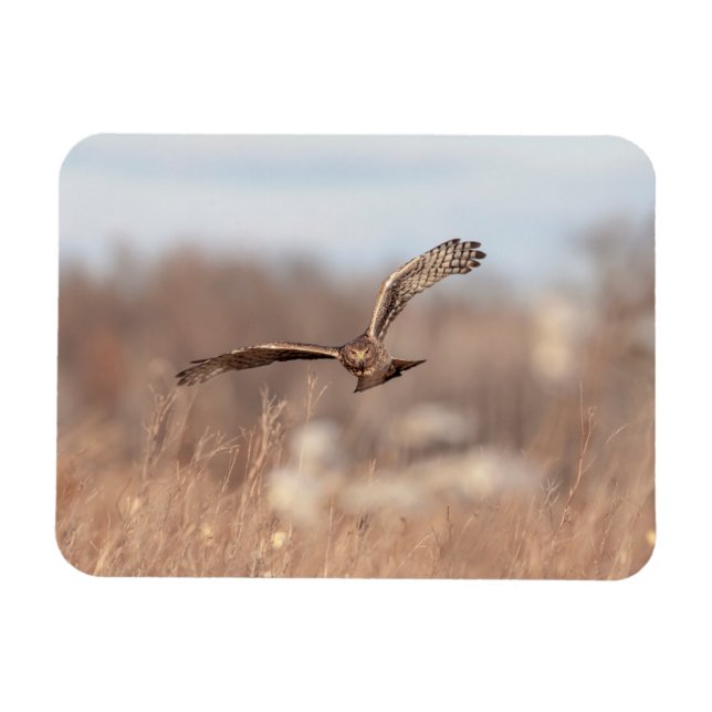 Northern Harrier Magnet (Horisontell)