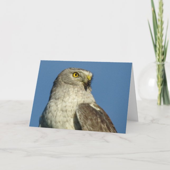 Northern Harrier Notecard Kort (Framsida)