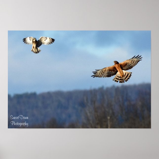 Northern Harrier och Kort=Eared Uggla Poster (Framsidan)