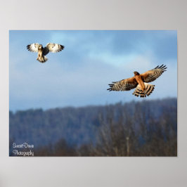 Northern Harrier och Kort=Eared Uggla Poster