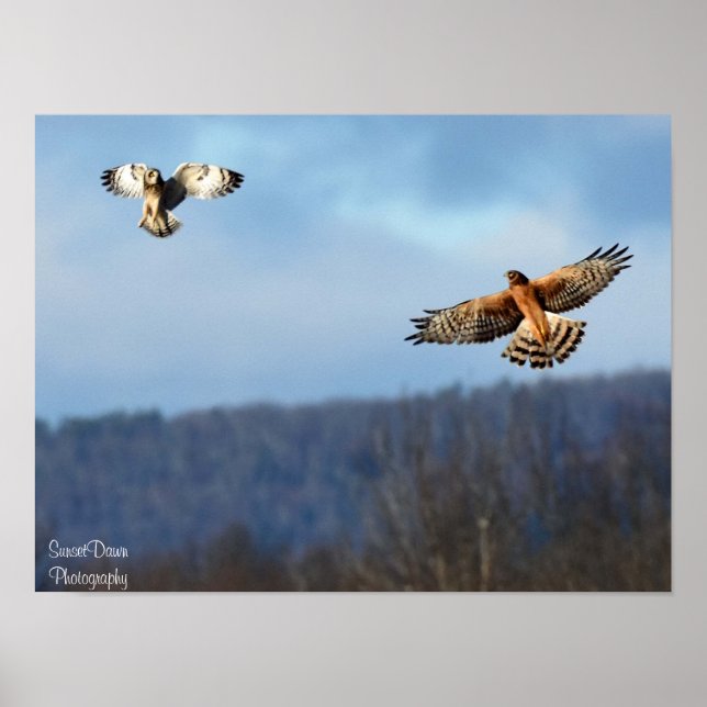 Northern Harrier och Kort=Eared Uggla Poster (Framsidan)