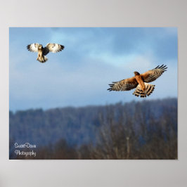 Northern Harrier och Kort=Eared Uggla Poster