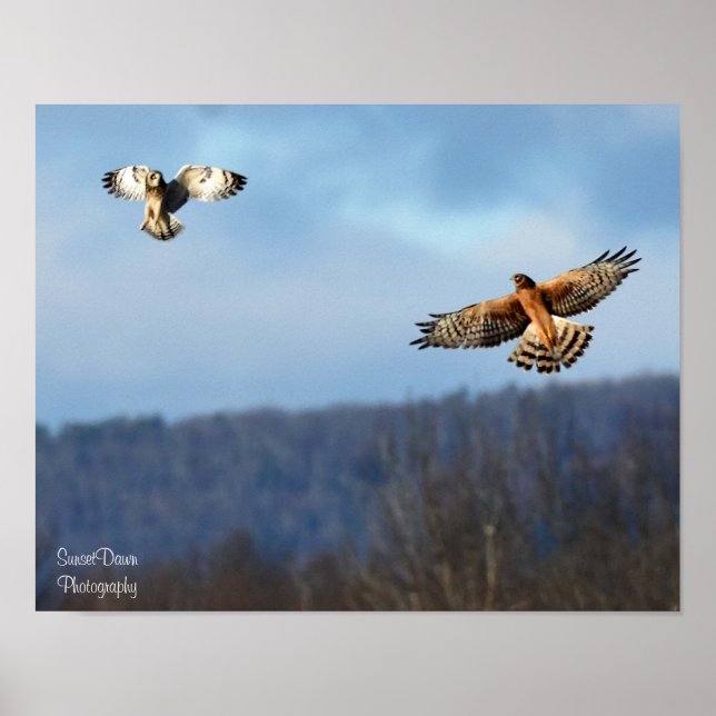 Northern Harrier och Kort=Eared Uggla Poster (Framsidan)