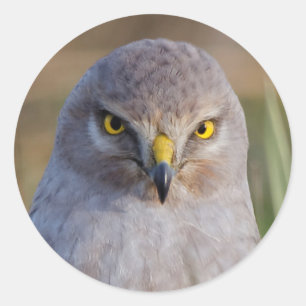 Northern Harrier Runt Klistermärke