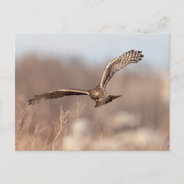 Northern Harrier Vykort (Framsida)