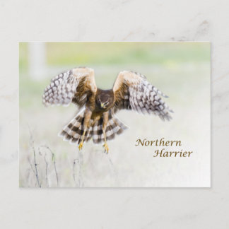 Northern Harrier Vykort