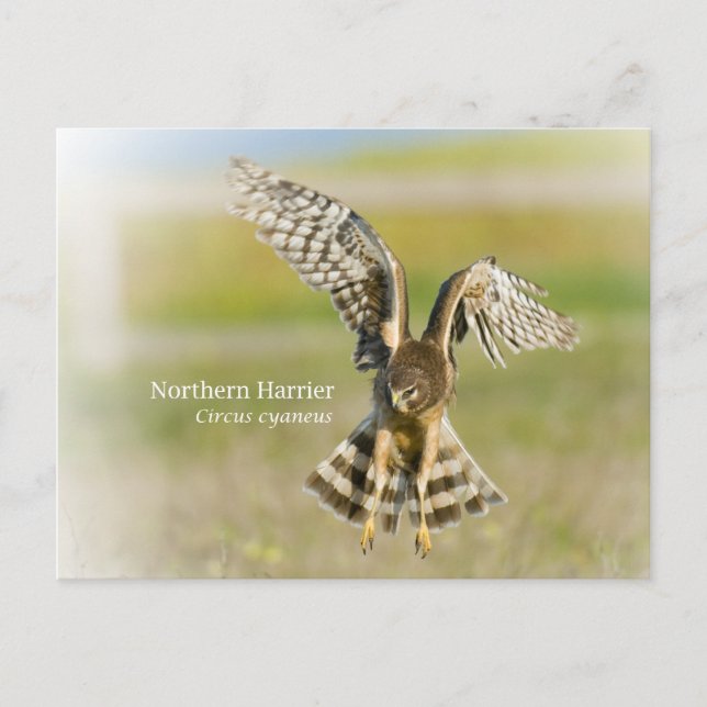 Northern Harrier Vykort (Framsida)