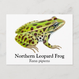Northern Leopard Frog Postcard Vykort