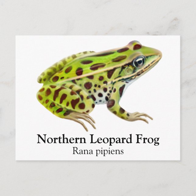 Northern Leopard Frog Postcard Vykort (Framsida)