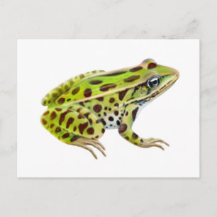 Northern Leopard Frog Postcard Vykort