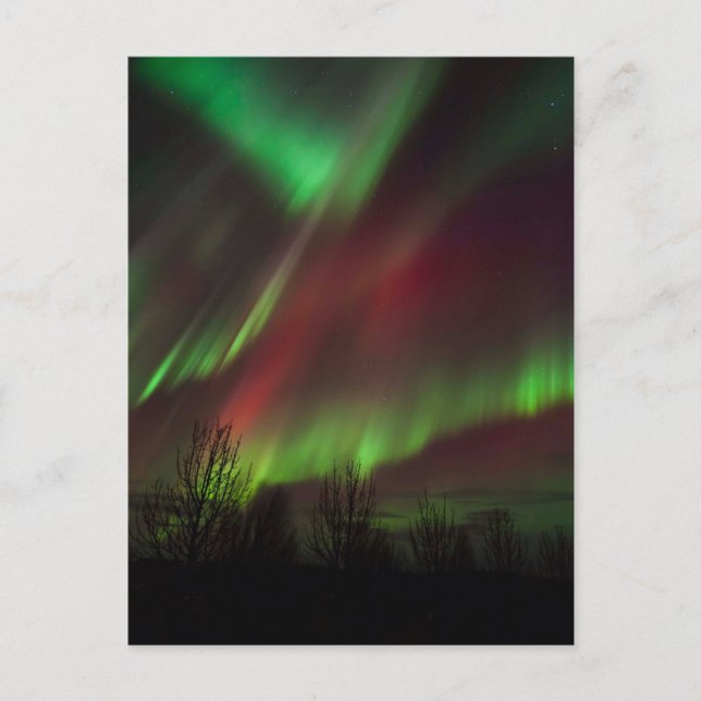 Northern Lights | Scandinavia, Iceland Vykort (Framsida)