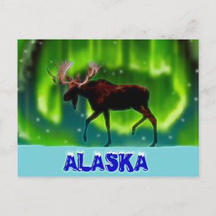 Northern Ljus Moose Vykort