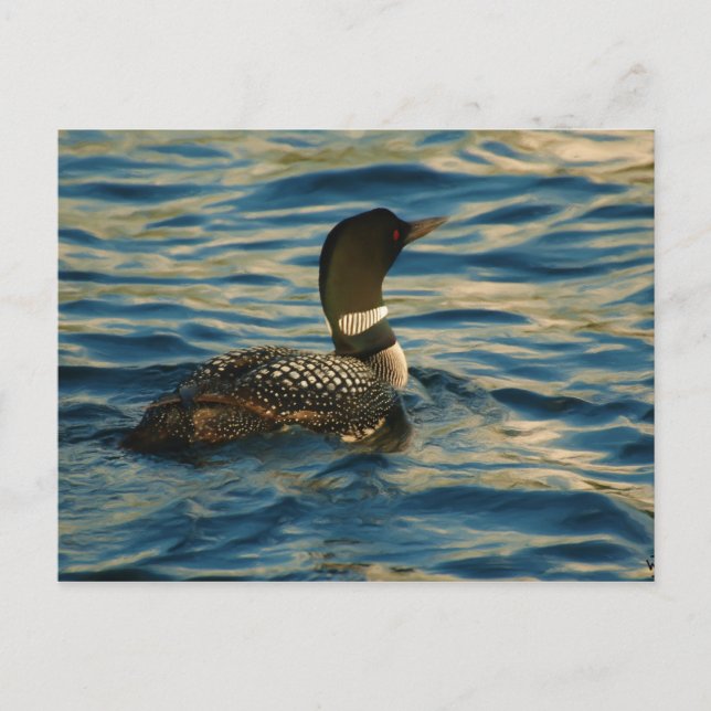 Northern Loon Vykort (Framsida)
