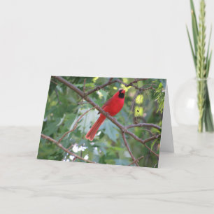 "Northern Male Cardinal" födelsedagskort nr 1 Kort
