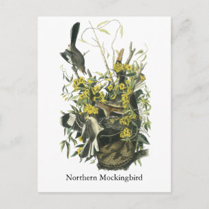 Northern Mocking Bird, John Audubon Vykort