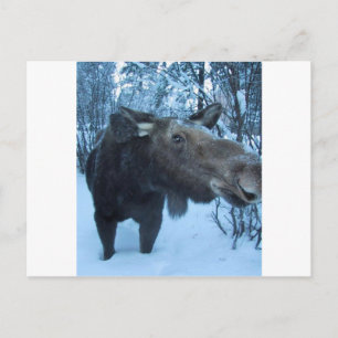 NORTHERN MOOSE VYKORT