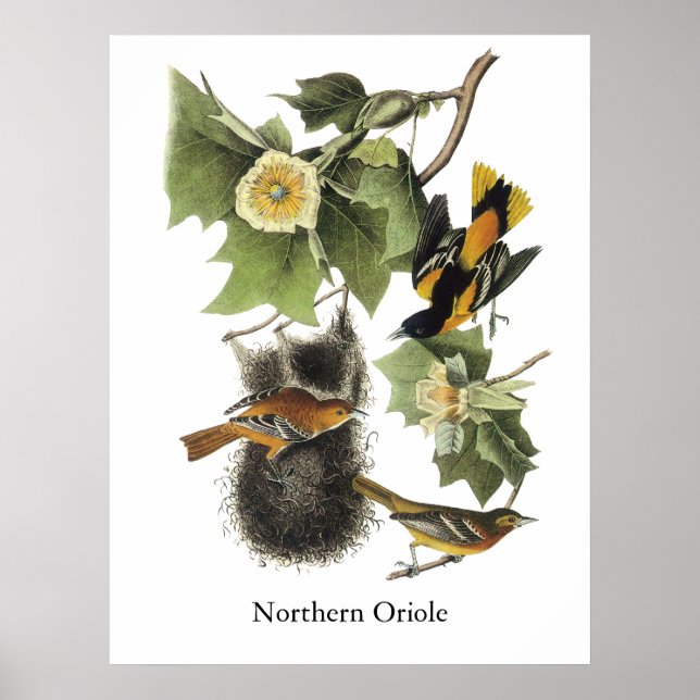 Northern Oriole, John Audubon Poster (Framsidan)