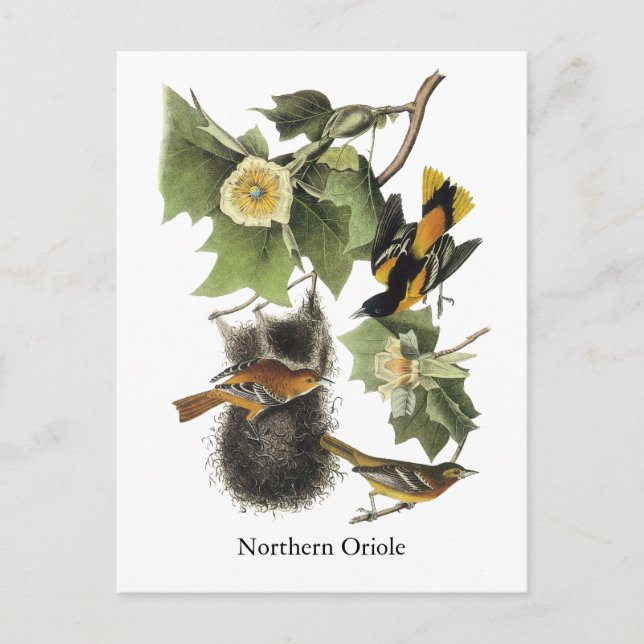 Northern Oriole, John Audubon Vykort (Framsida)