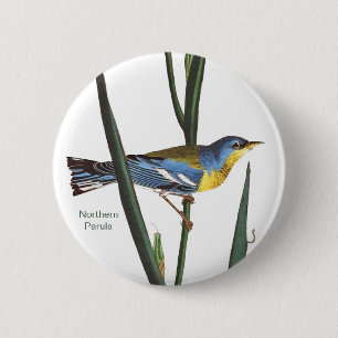 Northern Parula, Audubon, Birder Fågelskådare, B Knapp