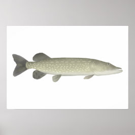 Northern Pike Poster