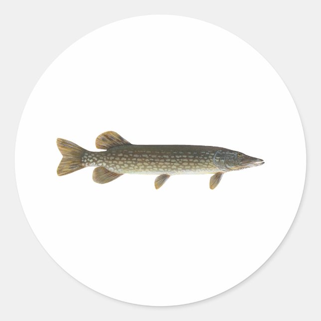 Northern Pike Runt Klistermärke (Framsida)