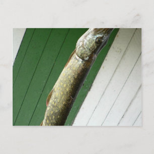 Northern Pike Vykort