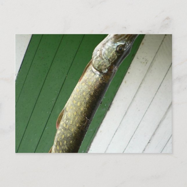 Northern Pike Vykort (Framsida)
