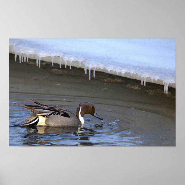 Northern Pintail Duck Photo Poster (Framsidan)