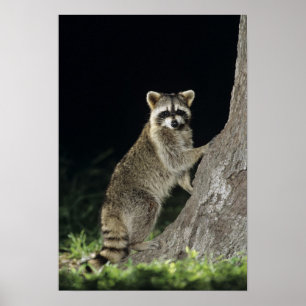 Northern Raccoon, Procyon lotor, vuxen vid träd Poster