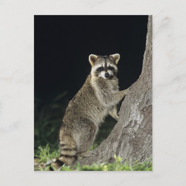 Northern Raccoon, Procyon lotor, vuxen vid träd Vykort (Framsida)