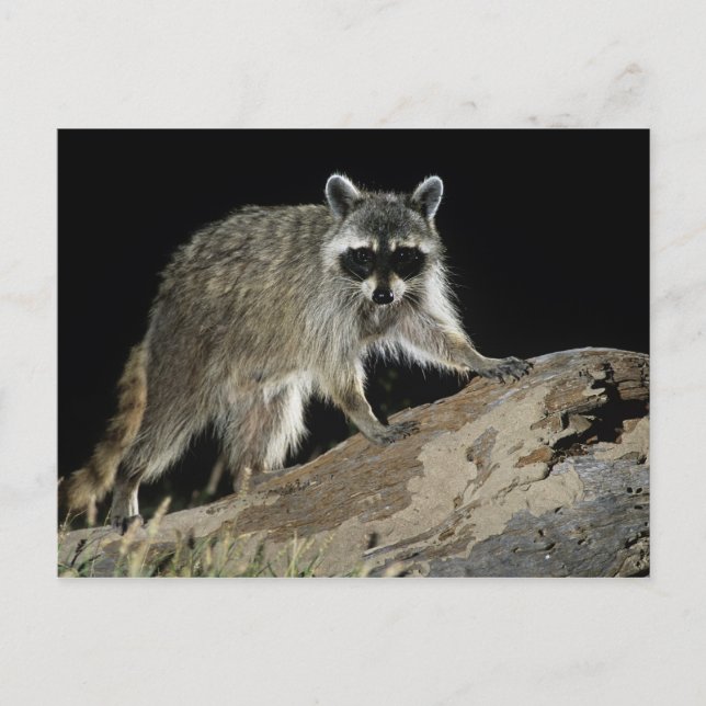Northern Raccoon, Procyon lotor Vykort (Framsida)