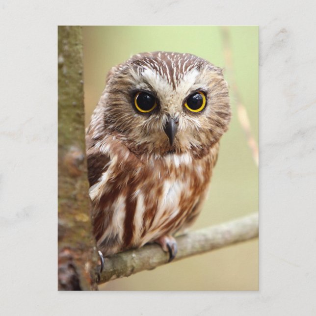 Northern Saw-whet Owl (Aegolius acadicus) Vykort (Framsida)