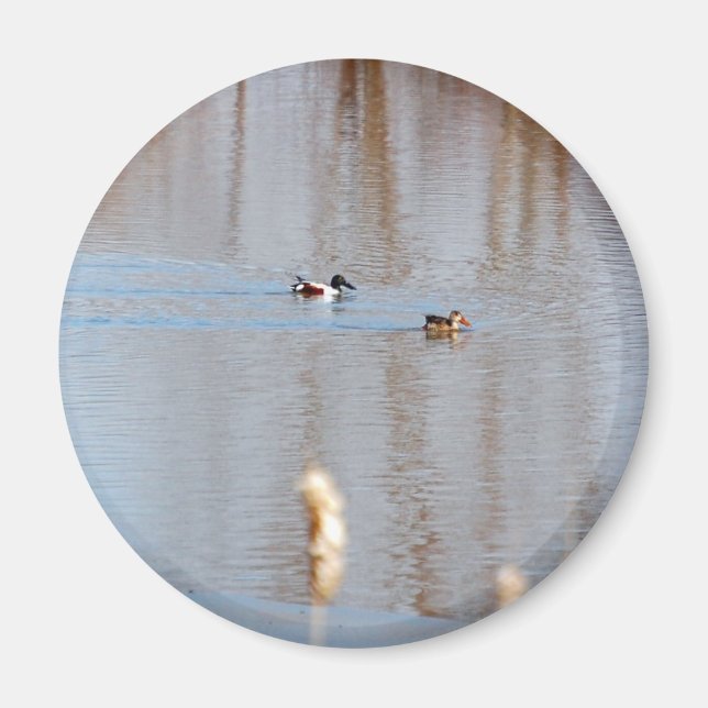 Northern Shoveler Magnet (Framsidan)