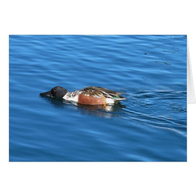 Northern Shoveler OBS Kort (Framsidan Horizontal)