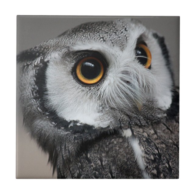 Northern White-faced Owl , Ptilopsis leucotis Kakelplatta (Framsidan)