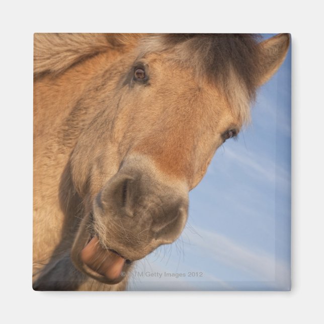 Northumberland, England 2 Magnet (Framsidan)