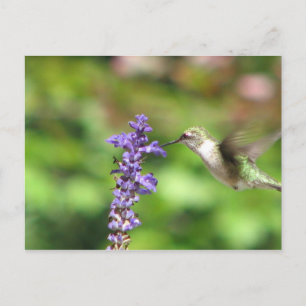 Northwood's Hummingbird Postcard Vykort