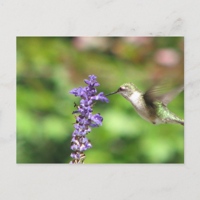 Northwood's Hummingbird Postcard Vykort (Framsida)