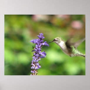 Northwoods Hummingbirdaffisch Poster