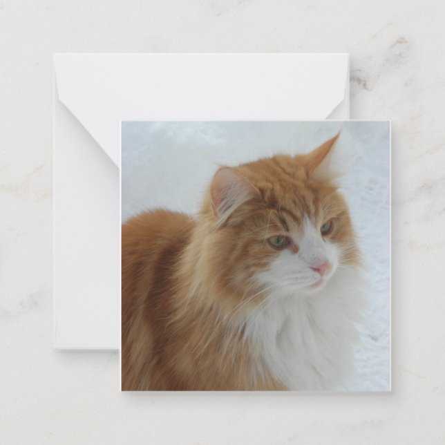 Norwegian_Forest_Cat Anteckningskort (Framsida)