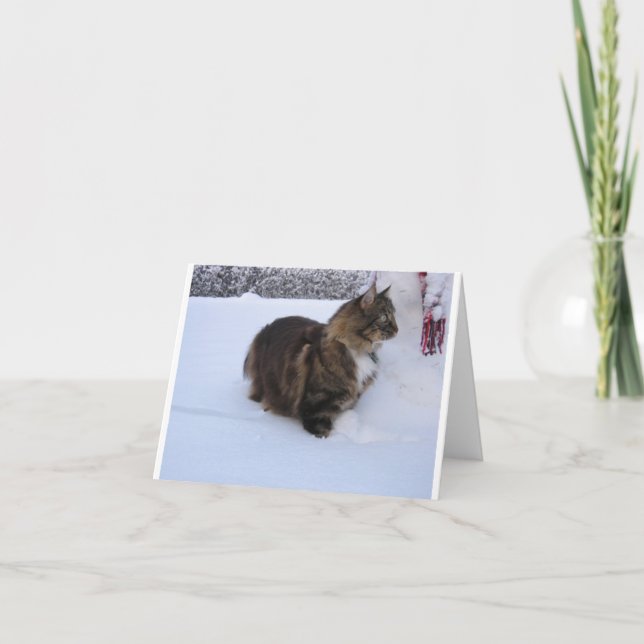 norwegian forest cat in snow kort (Framsida)