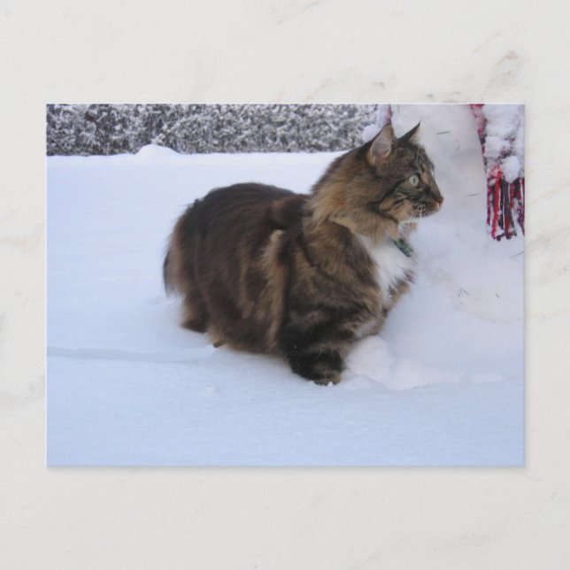 norwegian forest cat in snow vykort (Framsida)