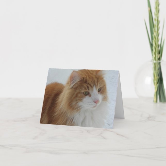 Norwegian_Forest_Cat Kort (Framsida)