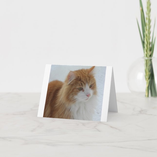 Norwegian_Forest_Cat Kort (Framsida)