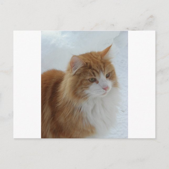 Norwegian_Forest_Cat Vykort (Framsida)