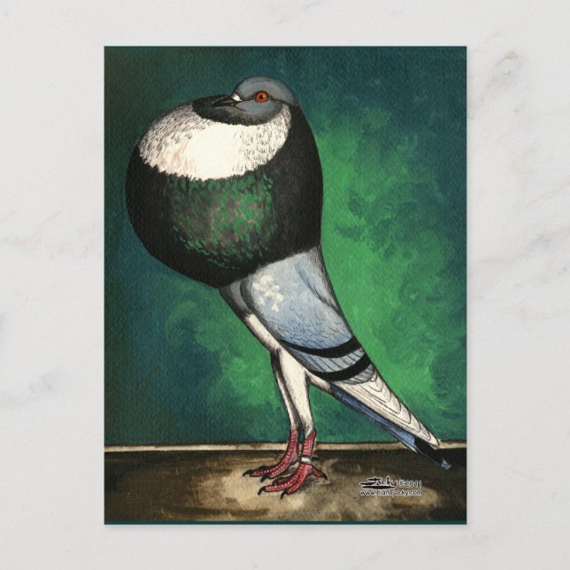 Norwich Cropper Blåbrokig Vykort (Framsida)