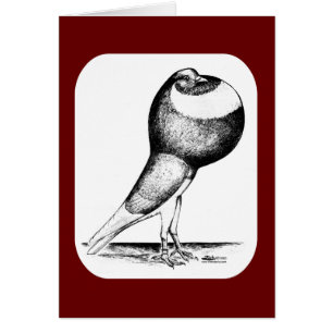 Norwich Cropper Pigeon 1980 OBS Kort